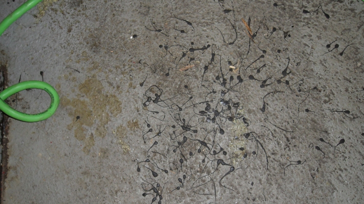 Tar Damage